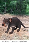 Tasmanian Devil Statue Tasmanian Devil Statue