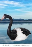 Magpie Goose Sculpture Magpie Goose Sculpture