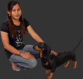 Dachshund / Black Dachshund / Black