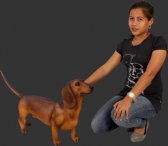 Dachshund / Brown Dachshund / Brown