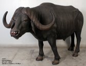 African Buffalo African Buffalo