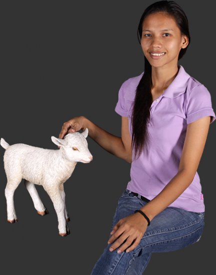 Goat Kid Standing - Click Image to Close