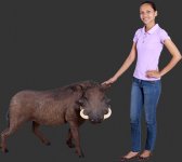 African Warthog African Warthog