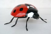 Ladybug Beetle Ladybug Beetle