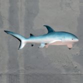 Thresher Shark Thresher Shark