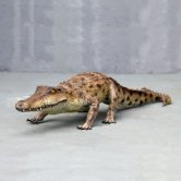 Salt Water Crocodile Salt Water Crocodile