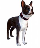 Life Size Boston Terrier Dog Statue