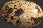 Theropod Egg 9" Theropod Egg 9"