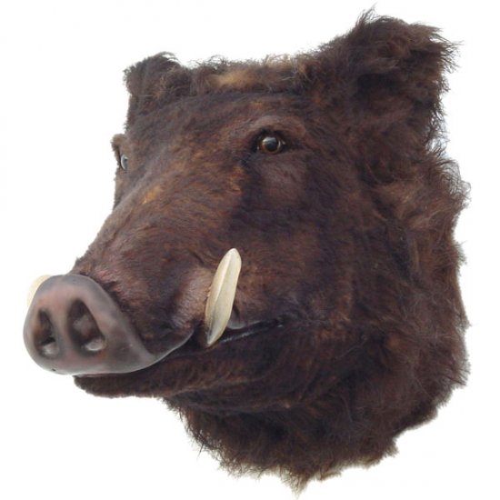 Wild Boar Head - Click Image to Close