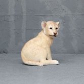 Lion Cub Sitting Lion Cub Sitting