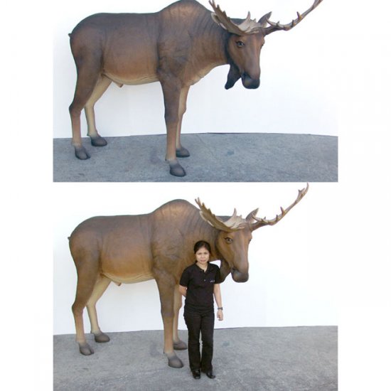 Fiberglass Moose Life-size - Click Image to Close
