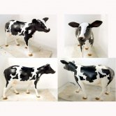 Heifer Black & White Heifer Black & White