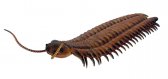 Arthropleura Arthropleura