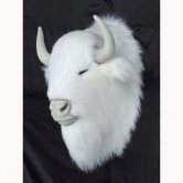 Albino Bison Head Albino Bison Head