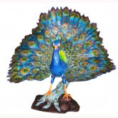 Bronze Peacock