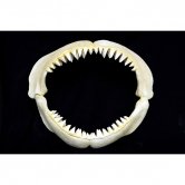 Great White Shark Jaws ( Small ) Great White Shark Jaws ( Small )