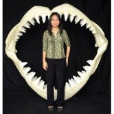 Great White Shark Jaws ( Large ) Great White Shark Jaws ( Large )