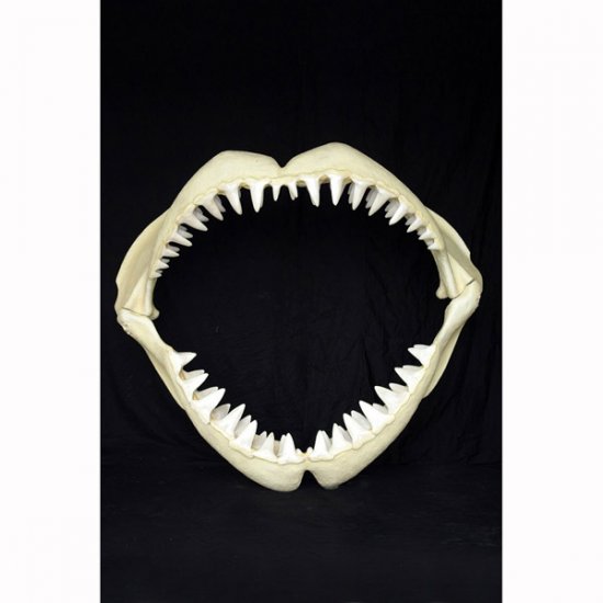 Great White Shark Jaws ( Medium ) - Click Image to Close