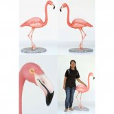 Flamingo Flamingo