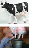 Milking Dairy Cow (with or without Horns) Milking Dairy Cow (with or without Horns)
