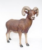 Mountain Ram Mountain Ram