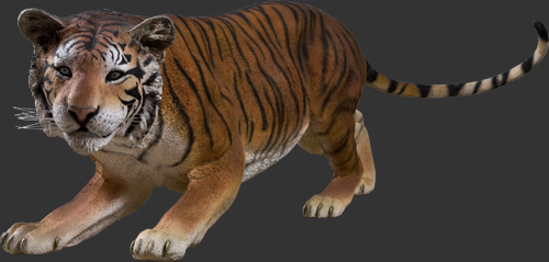 Bengal Tiger / Fiberglass - Click Image to Close