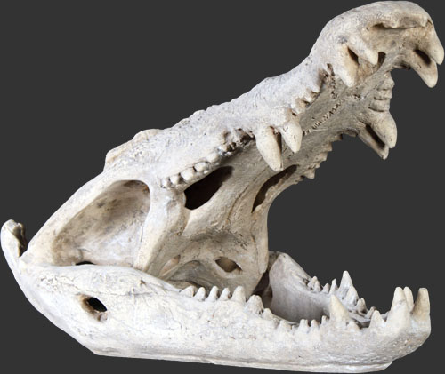 Crocodile Skull - Roman Stone Finish / Fiberglass - Click Image to Close