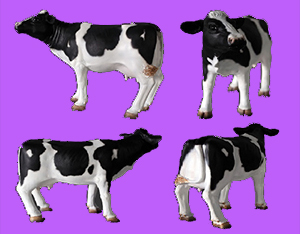 Adorable Mini Cow