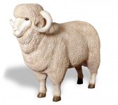 Merino Ram Merino Ram