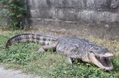 American Alligator American Alligator