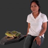 Green and Golden Bell Frog on Rock Green and Golden Bell Frog on Rock