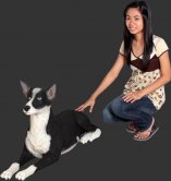 Kelpie Dog Lying Down / Fiberglass Kelpie Dog Lying Down / Fiberglass