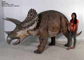 Triceratops Triceratops