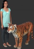 Sumatran Tiger / Fiberglass Sumatran Tiger / Fiberglass