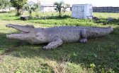 Large Life Size Crocodile Statue 28 ft. Large Life Size Crocodile Statue 28 ft.