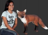 Red Fox / Fiberglass Red Fox / Fiberglass
