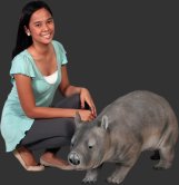 Hairy Nosed Wombat Hairy Nosed Wombat