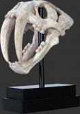 Saber Toothed Tiger Skull on Base / Fiberglass Saber Toothed Tiger Skull on Base / Fiberglass