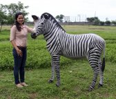Life-size Zebra Figurine 5 ft. Life-size Zebra Figurine 5 ft.