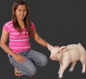 Chubby Piglet Chubby Piglet