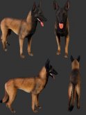Belgian Malinois Belgian Malinois