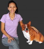 Corgi Dog - Sitting Corgi Dog - Sitting