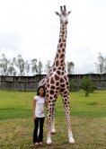 Giraffe 12 Ft. Giraffe 12 Ft.
