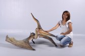 Pteranodon Ingens Pteranodon Ingens