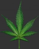 Cannabis Leaf / Fiberglass Cannabis Leaf / Fiberglass