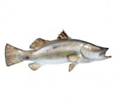 Barramundi Fish / Fiberglass Barramundi Fish / Fiberglass