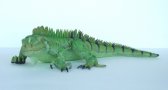 Iguana 3 Ft Long Iguana 3 Ft Long