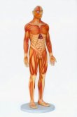 Human Anatomy - Male Human Anatomy - Male