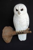 Owl on Tree Branch Owl on Tree Branch