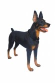 Doberman Statue 3 ft. Doberman Statue 3 ft.